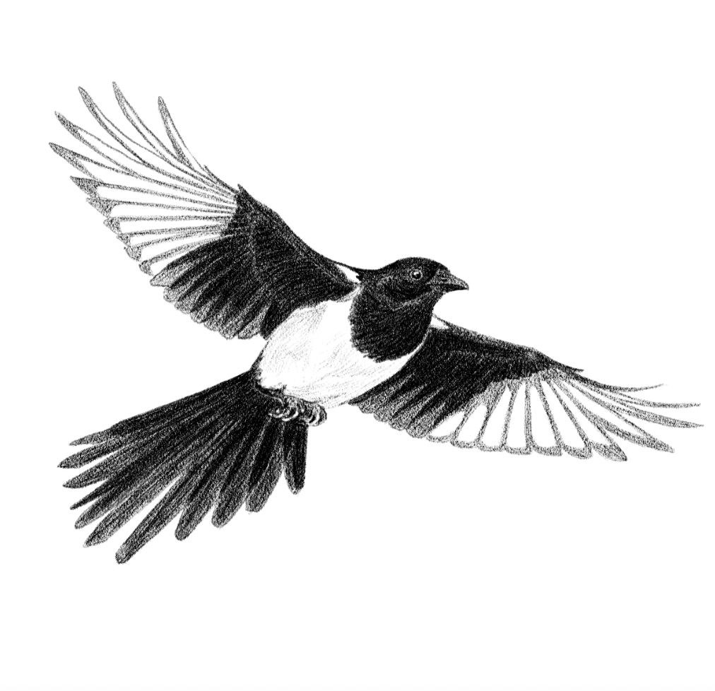 Bleistiftzeichnung einer fliegenden Elster mit weit ausgebreiteten Flügeln